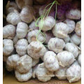 Golden Supplier of Fresh White Garlic New Crop